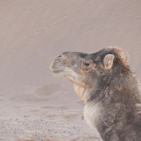 Kasbah du Bout du Monde Hotel Zagora Bagian luar foto